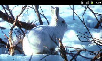 Bunny Rabbits - Live Wallpaper Affiche