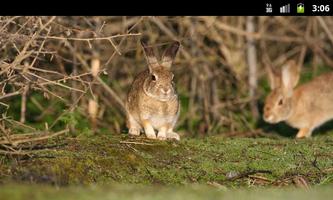 Bunny Rabbits - Live Wallpaper screenshot 1