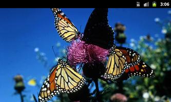 Butterflies - Live Wallpaper 截图 3