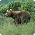 Bears Everywhere Wallpapers icono