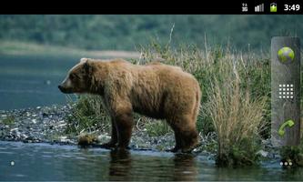 Bears Everywhere Wallpapers постер