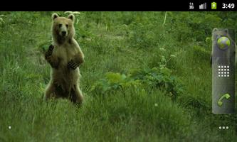 Bears Everywhere Wallpapers تصوير الشاشة 1