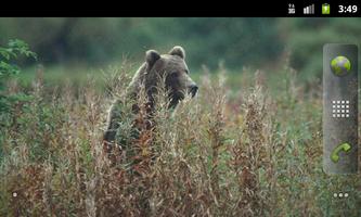 Bears Everywhere Wallpapers تصوير الشاشة 3