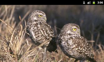 2 Schermata Uccelli rapaci