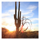 Cactus - Live Wallpaper APK