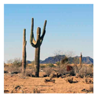 Southwestern Desert Wallpapers icône
