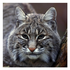 Lynxes & Bobcats - Wallpapers icône