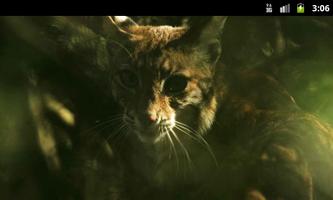 Lynxes & Bobcats - Wallpapers Affiche