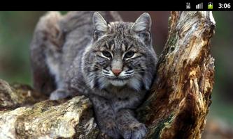 Lynxes & Bobcats - Wallpapers capture d'écran 1