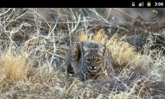 Lynxes & Bobcats - Wallpapers captura de pantalla 2