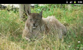 Lynxes & Bobcats - Wallpapers captura de pantalla 3