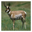 Antilope Amérique du Nord