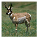 Antilope Amérique du Nord APK