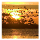 Sunsets - Wallpapers icono