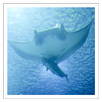 Sea Creatures - Wallpapers APK