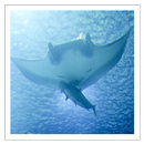 Sea Creatures - Wallpapers APK