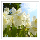 Springtime - Wallpapers APK