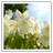 Springtime - Wallpapers APK