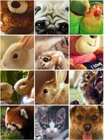 Cute Animals Wallpapers poster