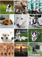 Dogs Wallpapers screenshot 2