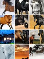 Horses Wallpapers Affiche