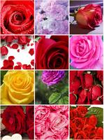 Rose Wallpapers capture d'écran 3