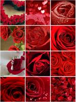 Rose Wallpapers capture d'écran 2