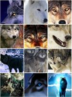 Wolf Wallpapers Affiche