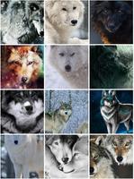Wolf Wallpapers capture d'écran 1