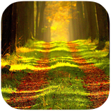 Golden Forests Best Theme أيقونة
