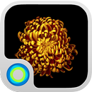 Gold Flower Launcher Theme APK