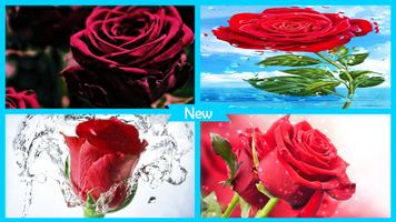 Red Roses Wallpaper HD syot layar 3