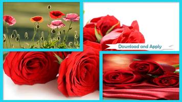 Red Roses Wallpaper HD Affiche