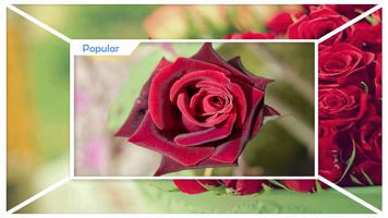 Red Roses Wallpaper HD syot layar 1