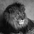 AnimalKnowledge