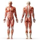 Anatomy Muscles APK