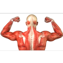 Muscles List (Anatomy) APK