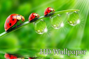 Home Screen Wallpaper اسکرین شاٹ 2