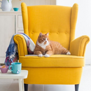 Best Yellow Accent Chairs Ideas APK