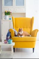 برنامه‌نما Best Yellow Accent Chairs Ideas عکس از صفحه