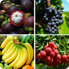 Guess The Fruit icono