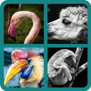 Guess The Animal APK