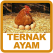 Ternak Ayam