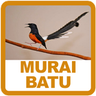 Budidaya Murai Batu icon