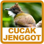 Budidaya Cucak Jenggot أيقونة