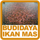 Budidaya Ikan Mas APK