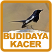 Budidaya Kacer