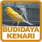Budidaya Kenari ícone