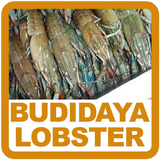 Budidaya Lobster icono