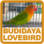 Budidaya Lovebird أيقونة